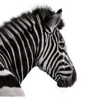 Investec
