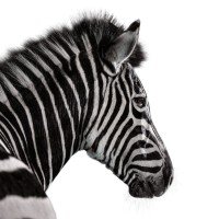 Investec Investec